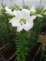 [3454 Pearl Queen No01.JPG]